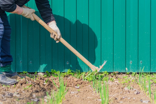 Premium Photo | Old woman remove weeds from her green garlic beds using ...