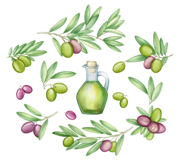オリーブセット オリーブの枝とイタリア料理のフルーツ 水彩 プレミアム写真