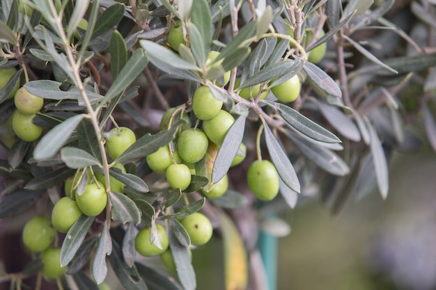 Olive tree brunch. Free Photo