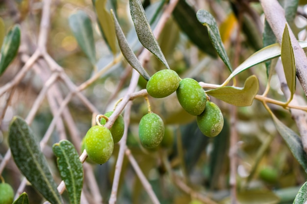 Premium Photo | Olives fruit hanging in a branch of a olive tree