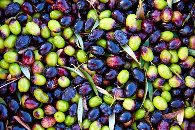 Olives texture in harvest at mediterranean | Premium Photo