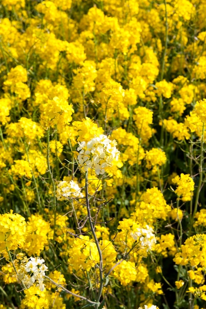 畑に咲く白い菜の花の茎1本 プレミアム写真