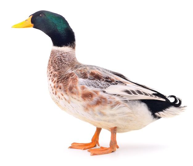 Premium Photo | One brown duck isolated on white background.