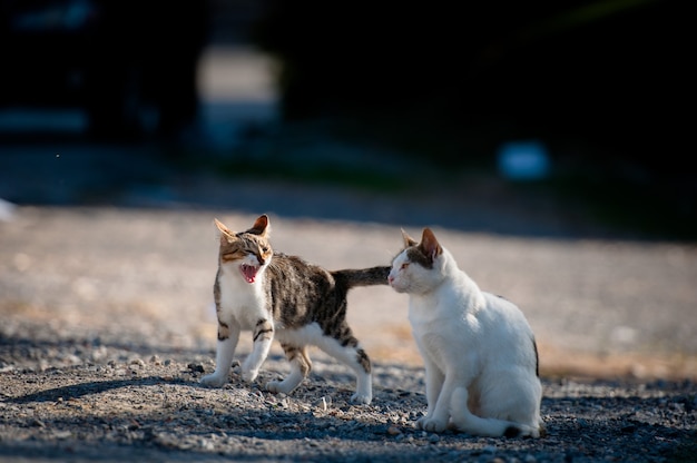 Premium Photo | One cat hisses at the other cat.