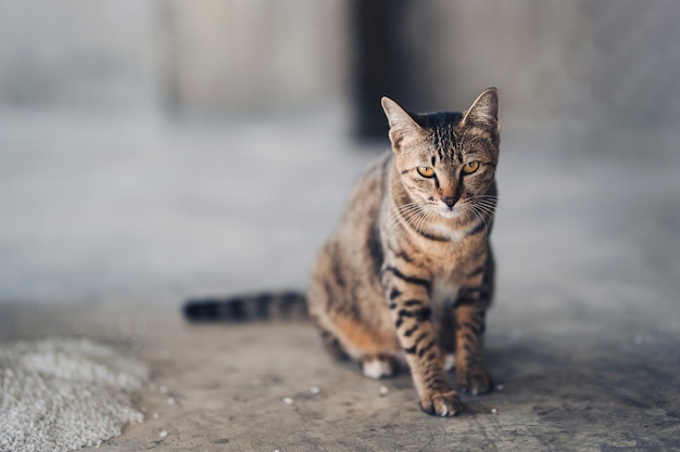 Premium Photo One Cat Sitting On The Bare Concrete Room Proudly Alone