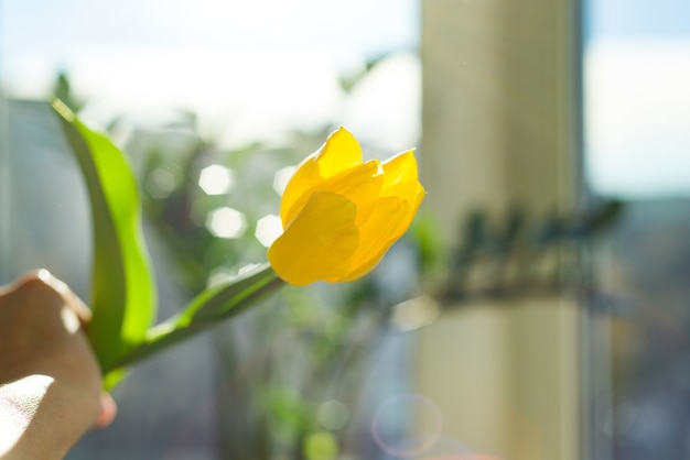 女性の手の背景の青い空と夕日 春のホリデーシーズンに一輪の花黄色いチューリップ プレミアム写真