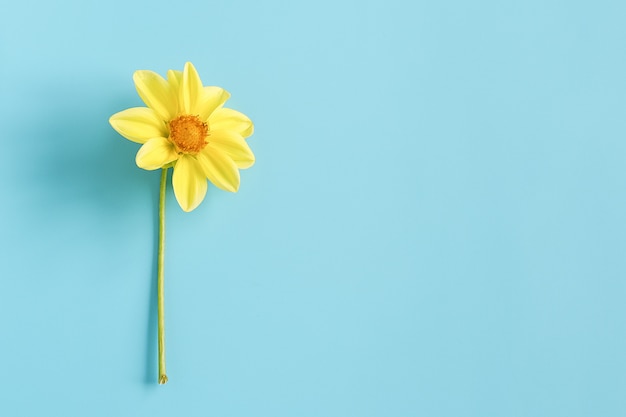 Premium Photo One Fresh Natural Yellow Flower On Blue Background Concept Hello Spring Good Morning Top View Creative Flat Lay