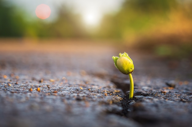 One green young seed of tree growing from cracks of asphalt road. environment concept Premium Photo