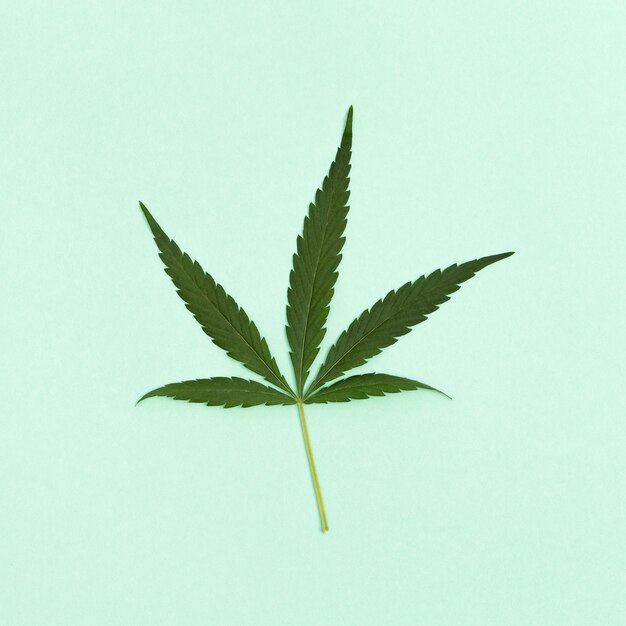 薄緑色の紙に大麻植物の葉一枚 プレミアム写真