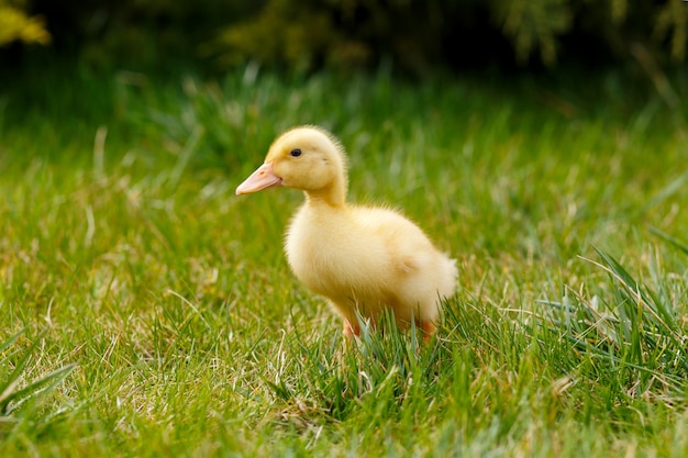 Premium Photo | One little yellow duckling on green grass,