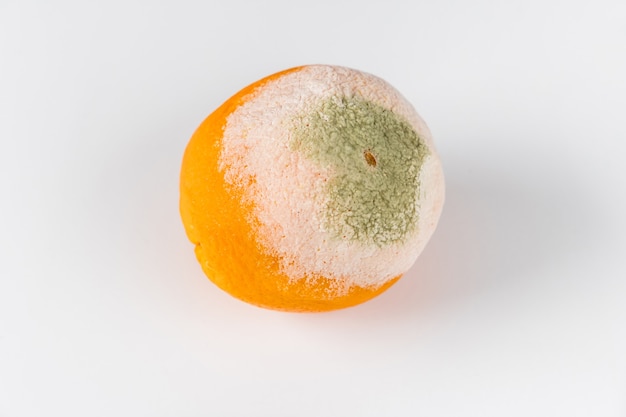 Premium Photo | One moldy orange isolated on white background.