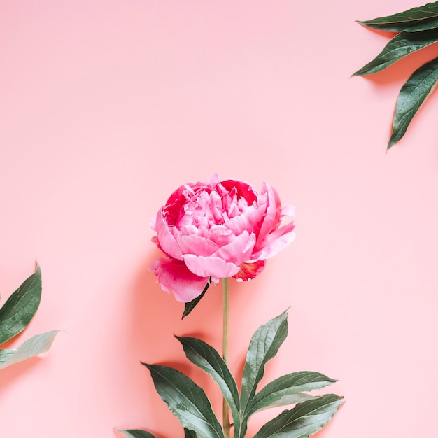 Premium Photo One Peony Flower In Full Bloom Vibrant Pink Color Isolated On Pale Pink Background Flat Lay Top View Space For Text Square