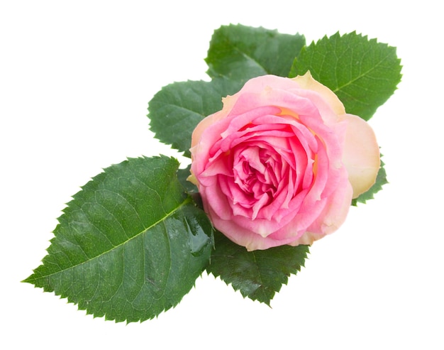 Premium Photo | One pink rose with green leaves isolated on white ...