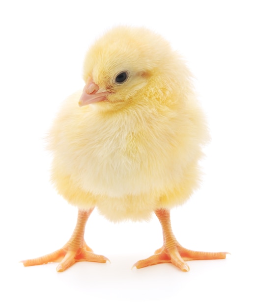 Premium Photo | One small chicken isolated on white background