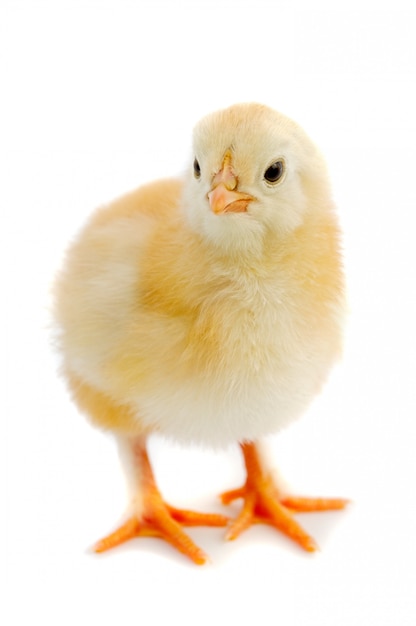 Premium Photo | One small chicken a over white background