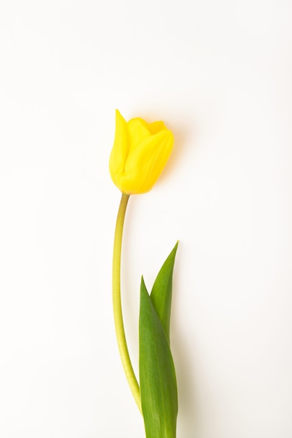 Premium Photo | One tulip flower yellow on a white.