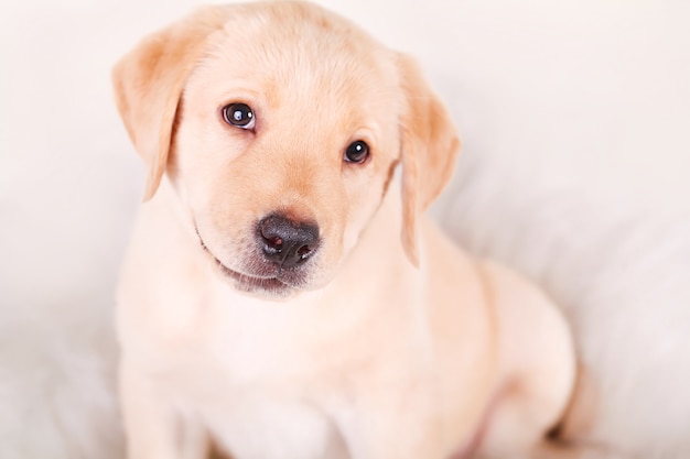 白の1ヶ月の1つの白い小さなラブラドールレトリーバー犬子犬犬 プレミアム写真