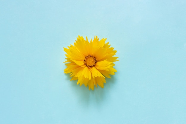 Premium Photo One Yellow Coreopsis Flower On Blue Background Minimal Style