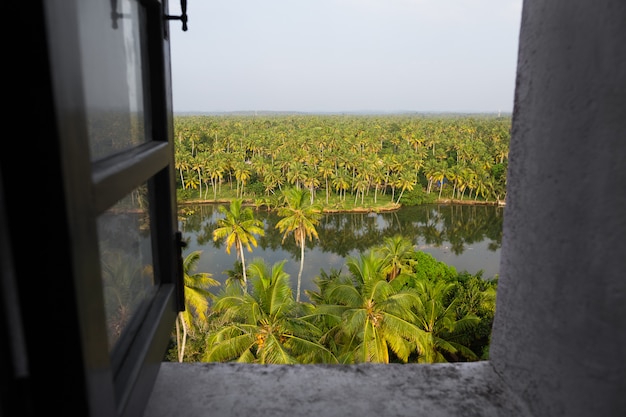 Open grey window with top view of bright palm grove Premium Photo
