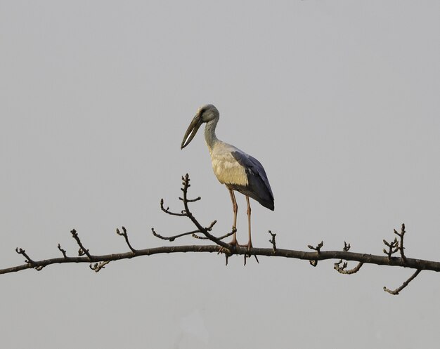 Free Photo | Openbill stork perched on a branch