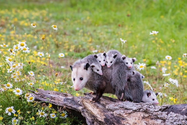 Premium Photo | Opossum or possum mother with joeys riding on her back