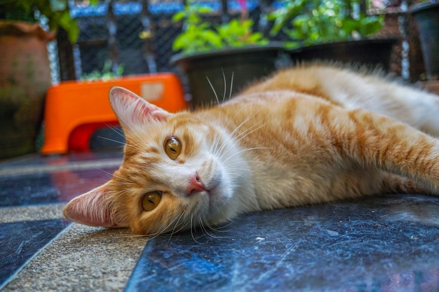 Premium Photo | Orange cat lying on the floor looking at this way looks ...