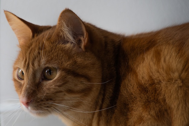 Premium Photo Orange Cat With Cute Face And Yellow Eyes