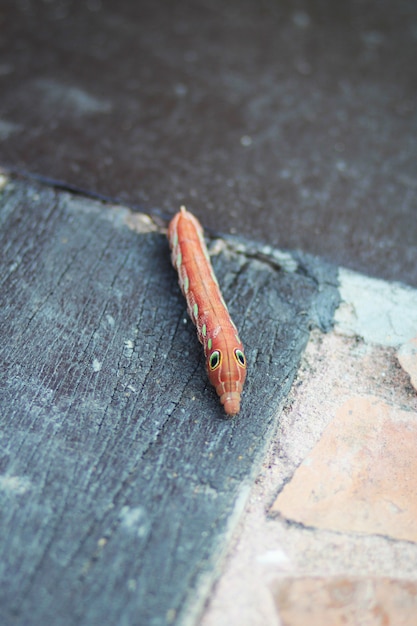 オレンジ色の毛虫や蝶の虫はコンクリートの床にクロールします プレミアム写真