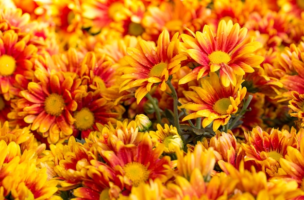 Premium Photo | Orange chrysanthemums daisy flower