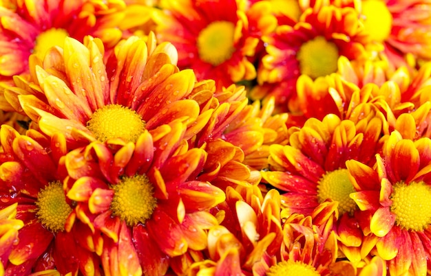 Premium Photo | Orange chrysanthemums daisy flower