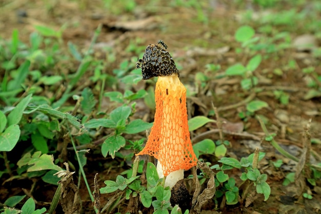 オレンジ色の野生のタケ菌または長いネットスッポンタケキノコ プレミアム写真