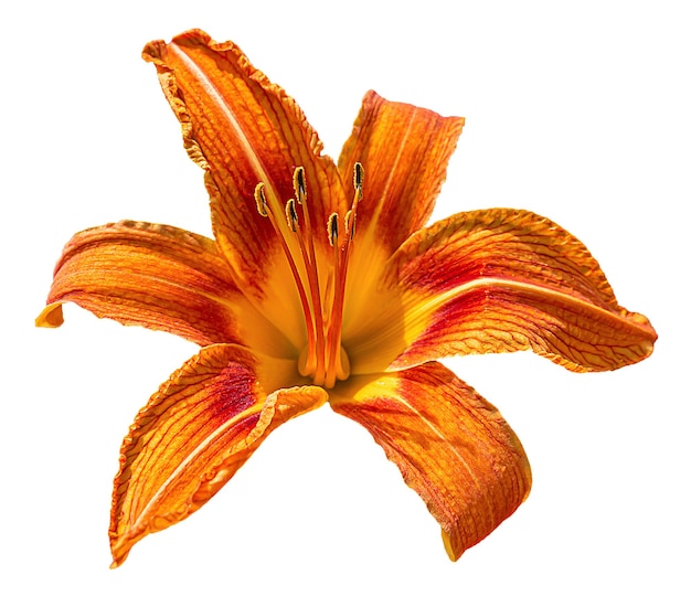 Premium Photo | Orange day lily flower isolated on white background.