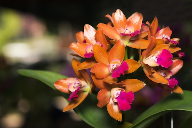 Orange Dendrobium Orchid Flower Premium Photo