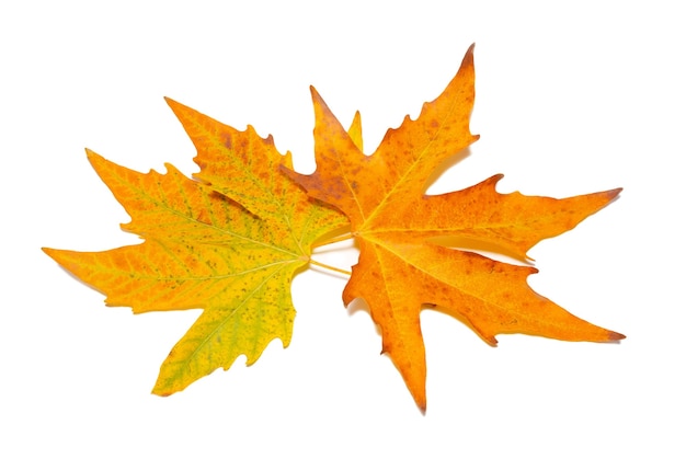 Premium Photo | Orange fall maple leaves isolated on white.