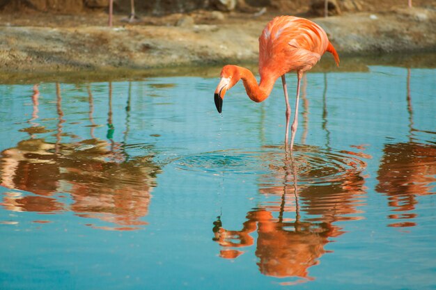 水色の水の中のオレンジ色のフラミンゴ 熱帯のエキゾチックな鳥の野生生物 プレミアム写真