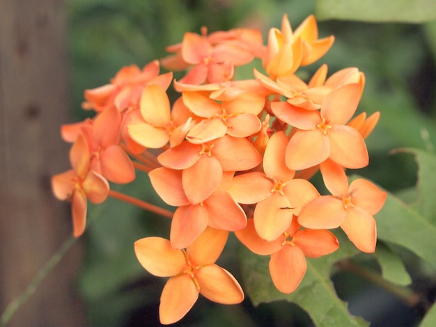 Premium Photo Orange Flower Spike