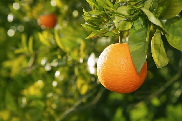 スペインの収穫前にオレンジ色の果物の木 プレミアム写真