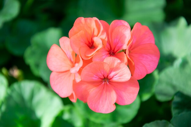 夏の庭でオレンジ色のゼラニウムの花 プレミアム写真