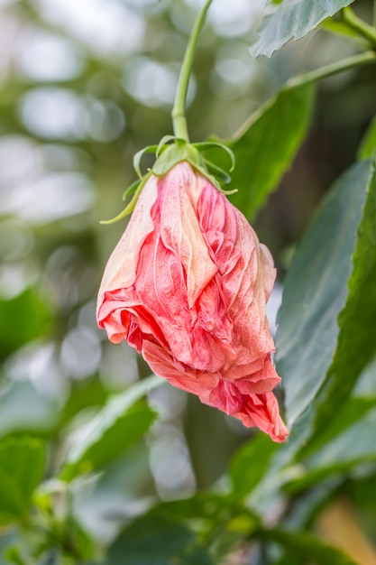 Premium Photo | Orange hibiscus flowers wither.