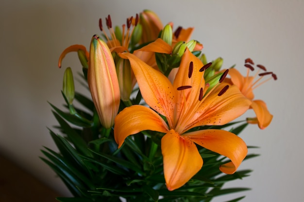 Premium Photo Orange Lilies With Spots On Petals Home Plants