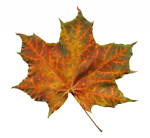 Premium Photo | Orange maple leaf with green streaks isolated