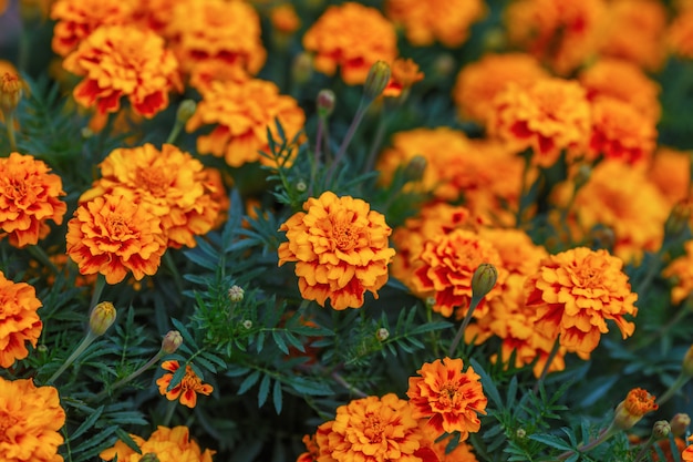 庭 緑の表面にオレンジ色のマリーゴールドの花 プレミアム写真