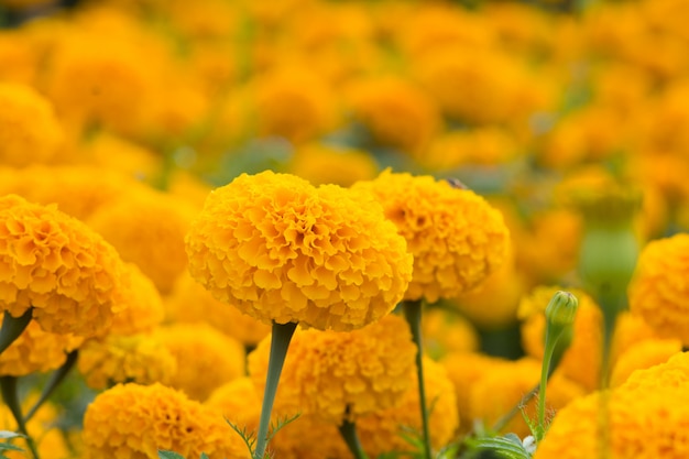 Premium Photo | Orange marigolds flower fields