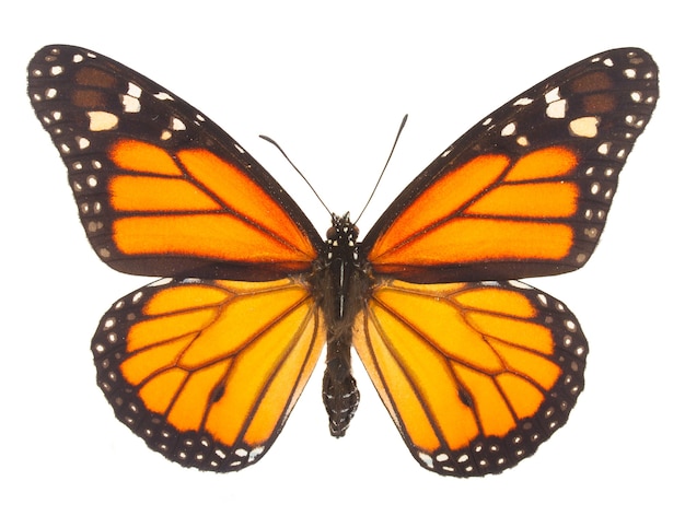 Premium Photo | Orange monarch butterfly isolated on white