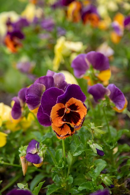 Premium Photo | Orange and purple flowers with green leaves background