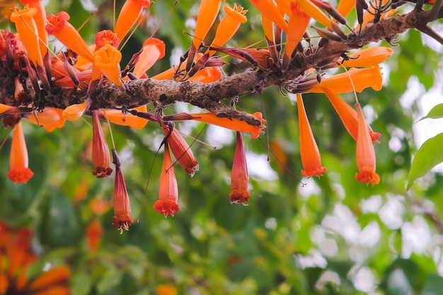 オレンジ色のradermacheraイグネアの花または庭の木のジャスミン プレミアム写真
