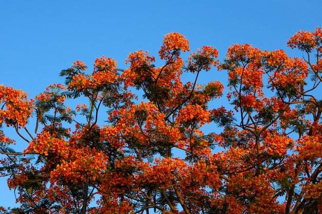 Premium Photo | Orange royal poinciana with blue sky