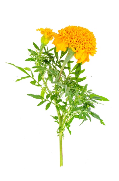 オレンジ色のマリーゴールドの花は 白い背景で隔離 プレミアム写真