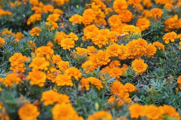 オレンジのマンジュギクまたはマリーゴールドの花 花の背景 セレクティブフォーカス プレミアム写真