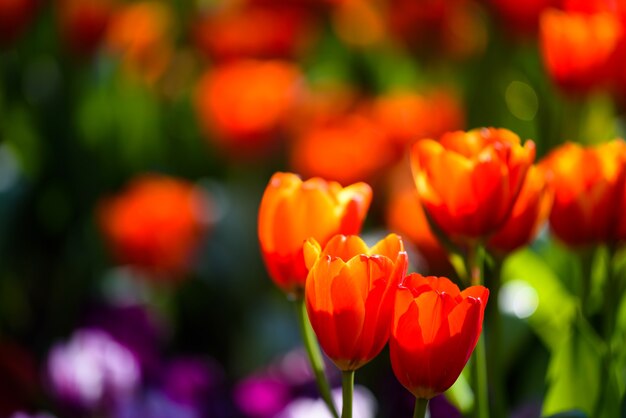 オレンジ色のチューリップの花は ぼやけたカラフルな花の背景を持つ春の庭で日光によって輝きます テキスト用のコピースペースを持つ花柄の壁紙 プレミアム写真